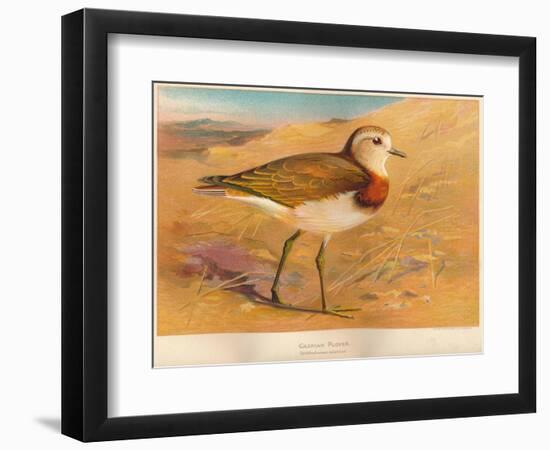 Caspian Plover (Ochthodromus asiaticus), 1900, (1900)-Charles Whymper-Framed Giclee Print