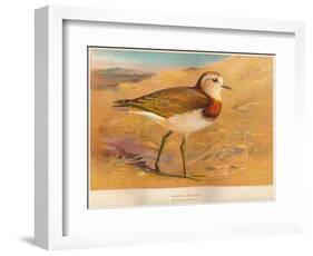 Caspian Plover (Ochthodromus asiaticus), 1900, (1900)-Charles Whymper-Framed Giclee Print