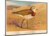 Caspian Plover (Ochthodromus asiaticus), 1900, (1900)-Charles Whymper-Mounted Giclee Print