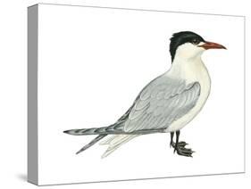 Caspian Tern (Hydroprogne Caspia), Birds-Encyclopaedia Britannica-Stretched Canvas