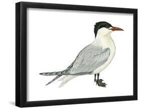 Caspian Tern (Hydroprogne Caspia), Birds-Encyclopaedia Britannica-Framed Poster