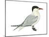 Caspian Tern (Hydroprogne Caspia), Birds-Encyclopaedia Britannica-Mounted Poster