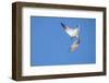 Caspian Tern in flight, diving for prey, New Zealand-Andy Trowbridge-Framed Photographic Print