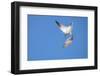 Caspian Tern in flight, diving for prey, New Zealand-Andy Trowbridge-Framed Photographic Print