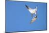 Caspian Tern in flight, diving for prey, New Zealand-Andy Trowbridge-Mounted Photographic Print