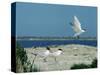 Caspian Terns, Breeding Colony on Island in Baltic Sea, Sweden-Bengt Lundberg-Stretched Canvas