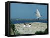 Caspian Terns, Breeding Colony on Island in Baltic Sea, Sweden-Bengt Lundberg-Framed Stretched Canvas