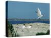 Caspian Terns, Breeding Colony on Island in Baltic Sea, Sweden-Bengt Lundberg-Stretched Canvas