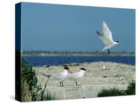 Caspian Terns, Breeding Colony on Island in Baltic Sea, Sweden-Bengt Lundberg-Stretched Canvas