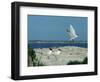 Caspian Terns, Breeding Colony on Island in Baltic Sea, Sweden-Bengt Lundberg-Framed Premium Photographic Print