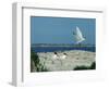 Caspian Terns, Breeding Colony on Island in Baltic Sea, Sweden-Bengt Lundberg-Framed Premium Photographic Print