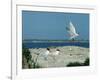 Caspian Terns, Breeding Colony on Island in Baltic Sea, Sweden-Bengt Lundberg-Framed Photographic Print