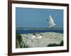 Caspian Terns, Breeding Colony on Island in Baltic Sea, Sweden-Bengt Lundberg-Framed Photographic Print