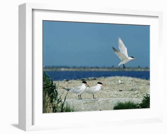 Caspian Terns, Breeding Colony on Island in Baltic Sea, Sweden-Bengt Lundberg-Framed Photographic Print