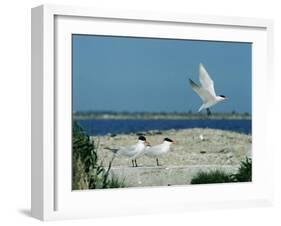 Caspian Terns, Breeding Colony on Island in Baltic Sea, Sweden-Bengt Lundberg-Framed Photographic Print