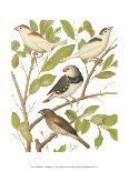 Cassel's Petite Songbirds IV-Cassel-Art Print