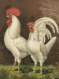 Roosters with Mat IV-Cassel-Art Print