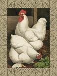 Rose-Combed Dorking Cock-Cassell's Poultry Book-Framed Art Print