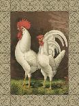 Roosters with Mat IV-Cassel-Art Print