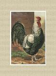 Roosters with Mat VI-Cassel-Art Print