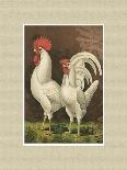 Roosters with Mat IV-Cassel-Art Print