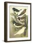 Cassel's Petite Songbirds IV-Cassel-Framed Art Print
