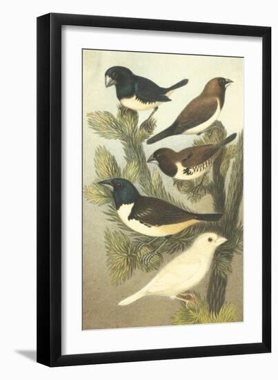Cassel's Petite Songbirds IV-Cassel-Framed Art Print