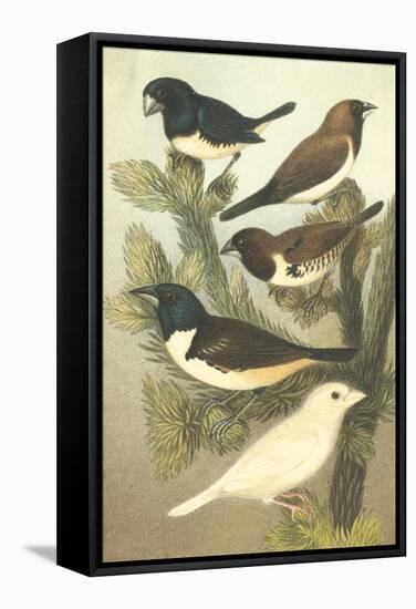 Cassel's Petite Songbirds IV-Cassel-Framed Stretched Canvas