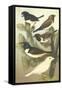 Cassel's Petite Songbirds IV-Cassel-Framed Stretched Canvas