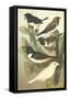 Cassel's Petite Songbirds IV-Cassel-Framed Stretched Canvas