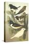 Cassel's Petite Songbirds IV-Cassel-Stretched Canvas