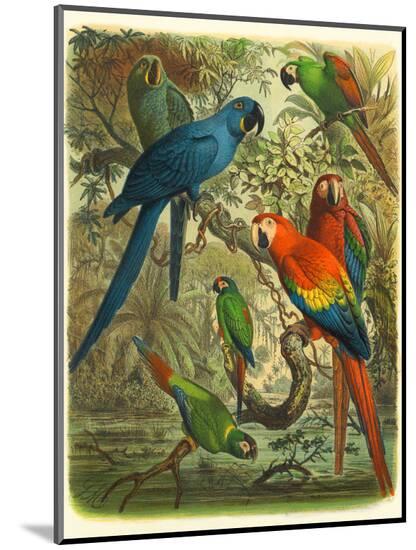 Art Print, , large