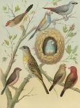 Red Cassel Birds I-Cassell-Art Print