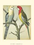 Red Cassel Birds I-Cassell-Art Print