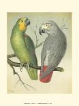 Cassell's Parrots I-Cassell-Art Print