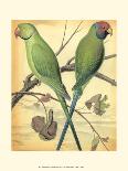 Cassell's Parrots III-Cassell-Framed Stretched Canvas