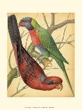 Cassell's Parrots III-Cassell-Framed Art Print