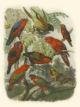 Cassell's Parrots III-Cassell-Art Print