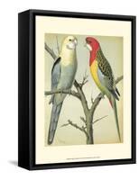 Cassell's Parrots I-Cassell-Framed Stretched Canvas