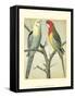 Cassell's Parrots I-Cassell-Framed Stretched Canvas