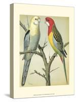 Cassell's Parrots I-Cassell-Stretched Canvas