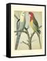 Cassell's Parrots I-Cassell-Framed Stretched Canvas