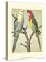 Cassell's Parrots I-Cassell-Stretched Canvas