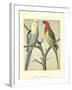 Cassell's Parrots I-Cassell-Framed Art Print