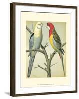 Cassell's Parrots I-Cassell-Framed Art Print