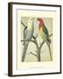 Cassell's Parrots I-Cassell-Framed Art Print