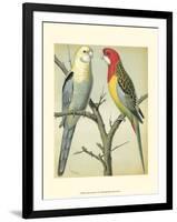 Cassell's Parrots I-Cassell-Framed Art Print