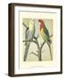 Cassell's Parrots I-Cassell-Framed Art Print
