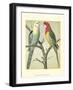 Cassell's Parrots I-Cassell-Framed Art Print