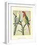 Cassell's Parrots I-Cassell-Framed Art Print